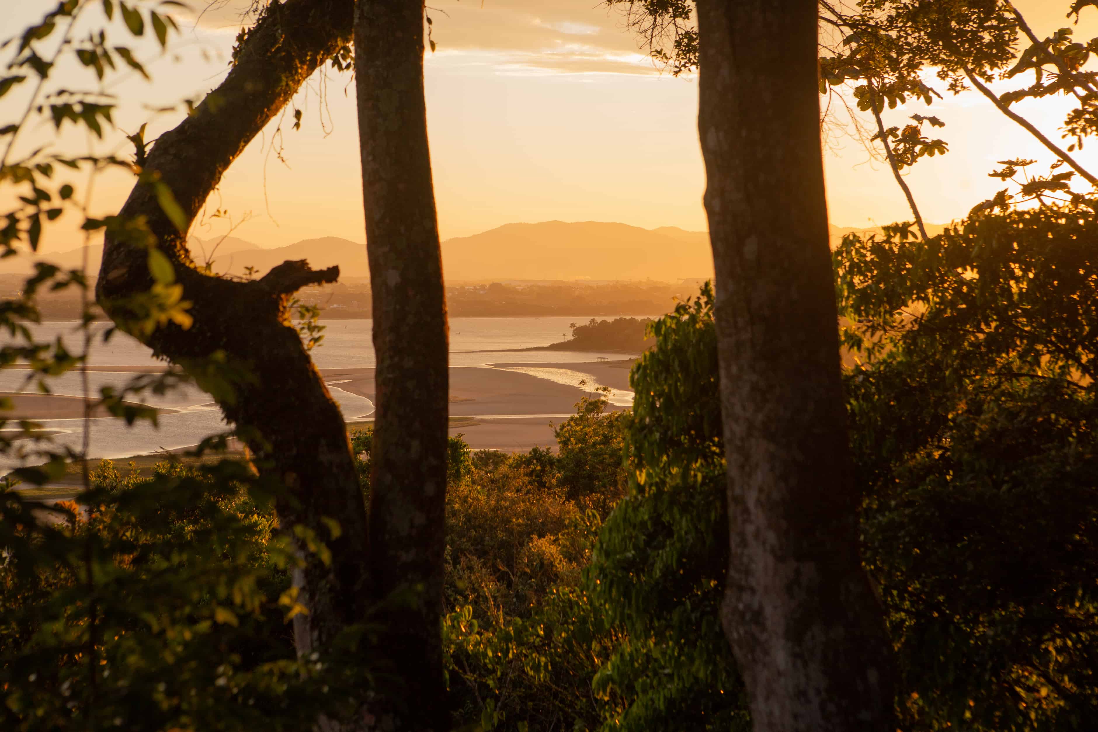 Atlantic forest in Ibiraquera & Praia do Rosa: a local guide
